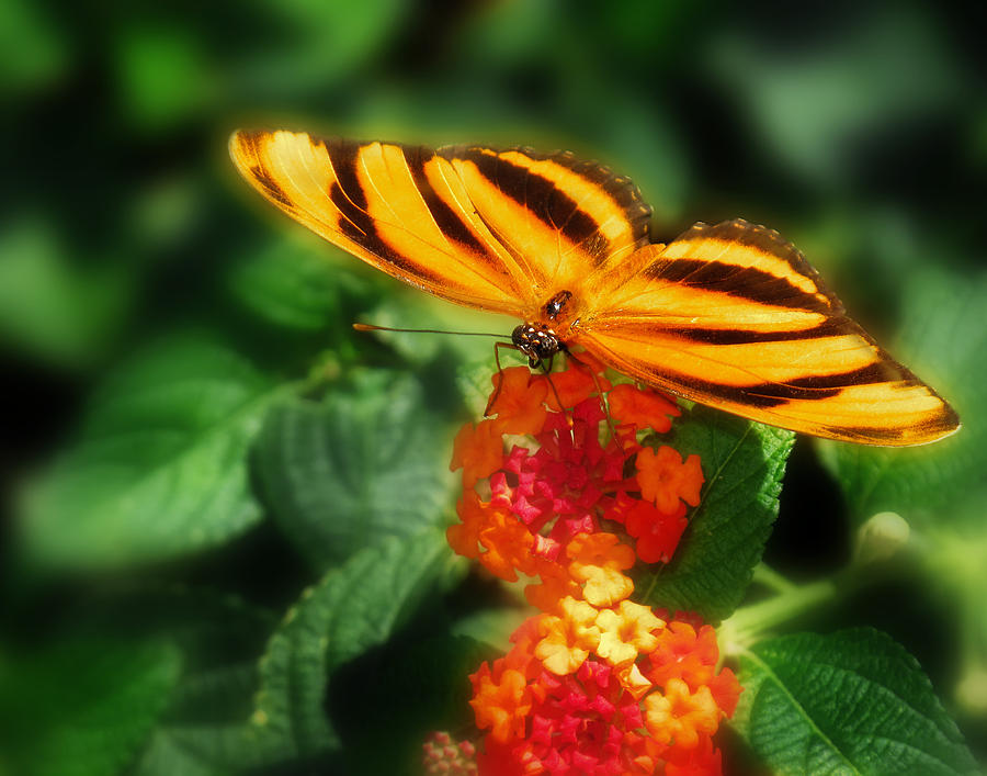 Orange Tiger Butterfly #1 Photograph by David and Carol Kelly
