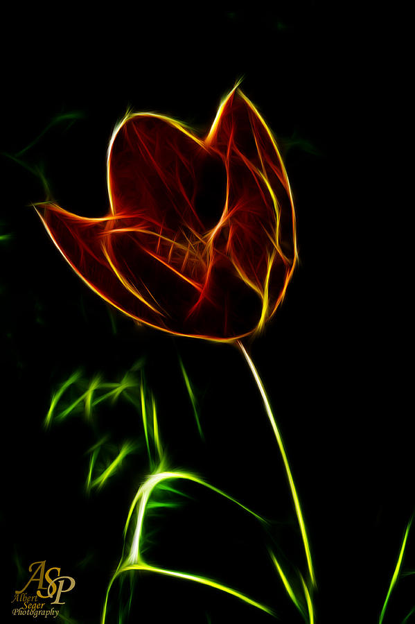 Orange Tulip Photograph by Albert Seger