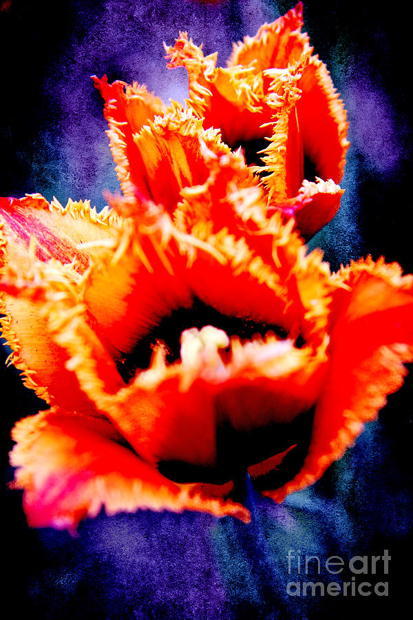 Flower Photograph - Orange tulips #3 by Lali Kacharava