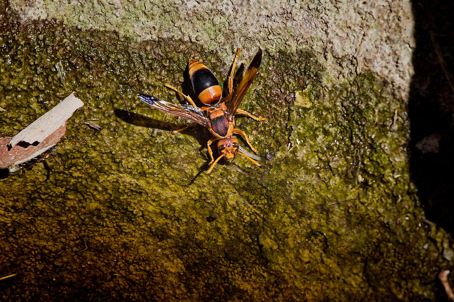 Orange Wasps #1 Photograph by Douglas Barnard