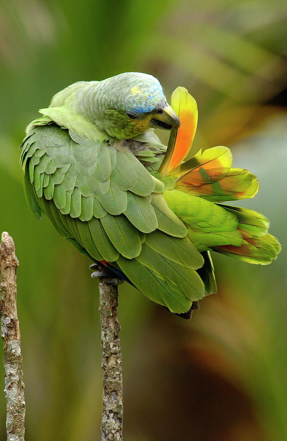Orange-winged Parrot Amazona Amazonica #2 Photograph by Pete Oxford