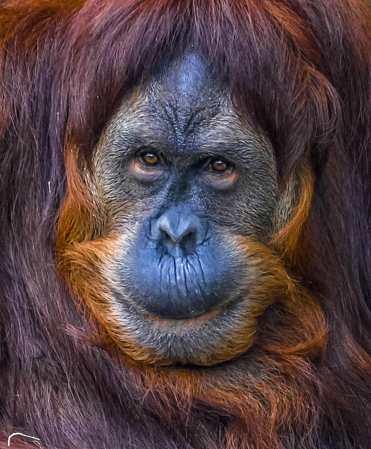 Orangutan Photograph by Brian Stevens - Fine Art America