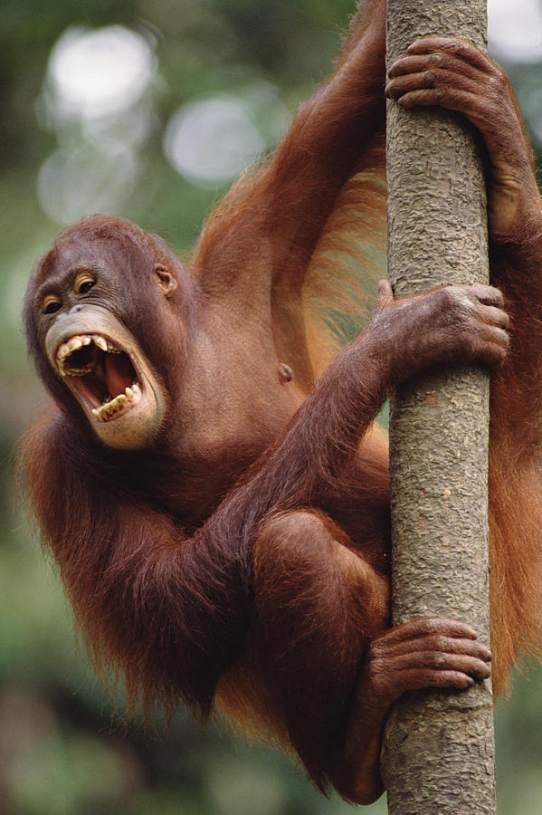 Orangutan Hanging On Tree Sepilok Borneo #1 Photograph by Gerry Ellis