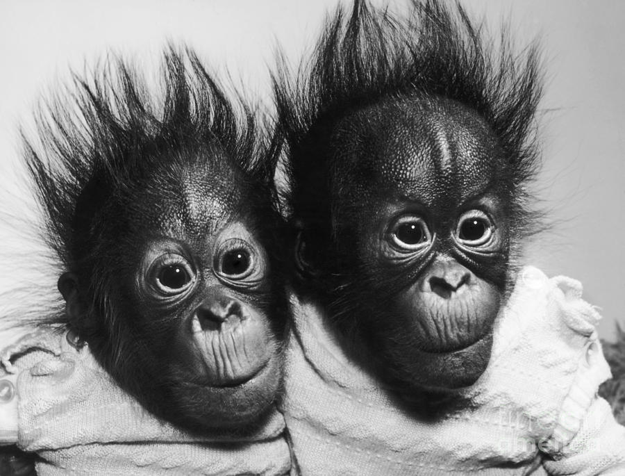 Orangutan Pongo Pygmaeus Babies #1 Photograph by Toni Angermayer