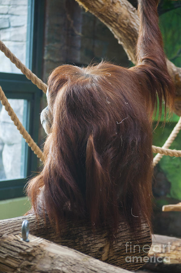 Portland Photograph - Orangutang  #1 by M J