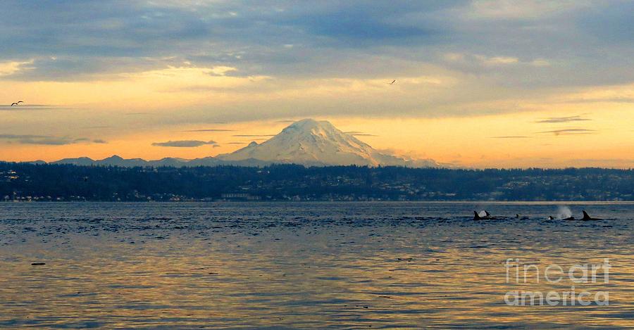 Orca Family and Mt. Rainier #1 Photograph by Gayle Swigart