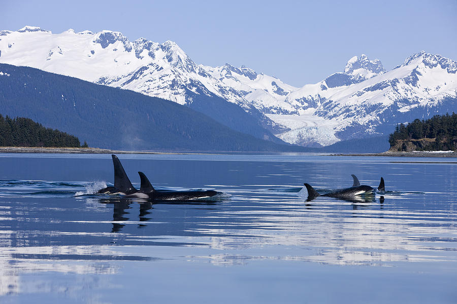 Orca Surface In Lynn Canal Near Juneau Photograph by John Hyde | Fine ...