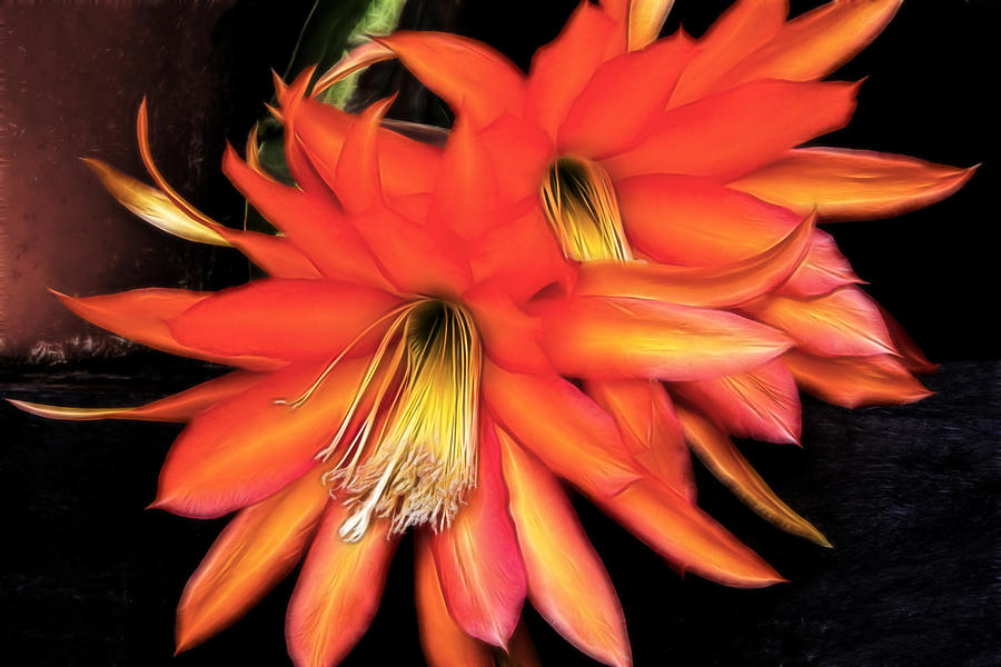 Orchid Cactus #1 Digital Art by Photographic Art by Russel Ray Photos