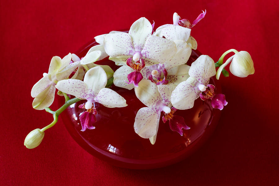 Orchid Photograph - Orchid center piece #1 by Paul Indigo