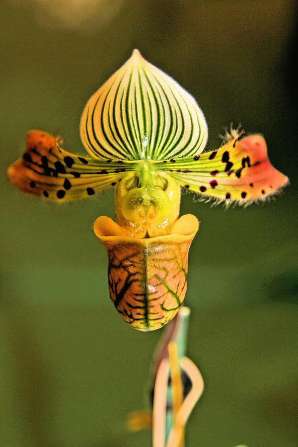 Orchid Closeup #1 Photograph by Jane Girardot