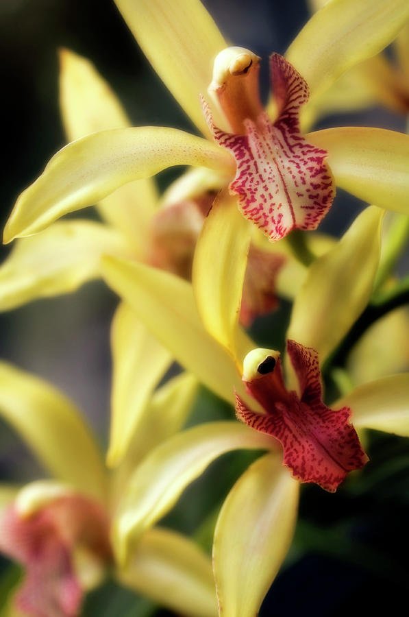 Orchid Photograph - Orchid (cymbidium Hybrid) #1 by Maria Mosolova/science Photo Library