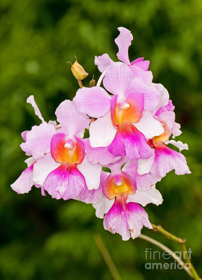 Orchid Dendrobium #1 Photograph by Millard H. Sharp