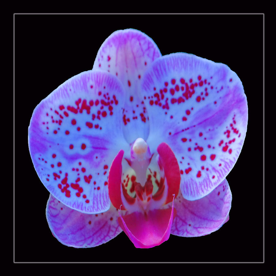 Orchid #2 Photograph by Dennis Dugan