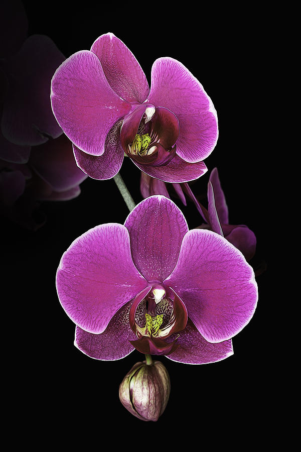 Orchid Photograph - Orchid Elegance #1 by Janet Fikar