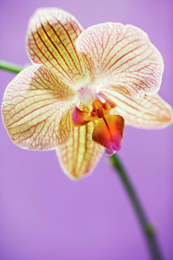 Orchid Flower #1 Photograph by Ian Hooton/science Photo Library