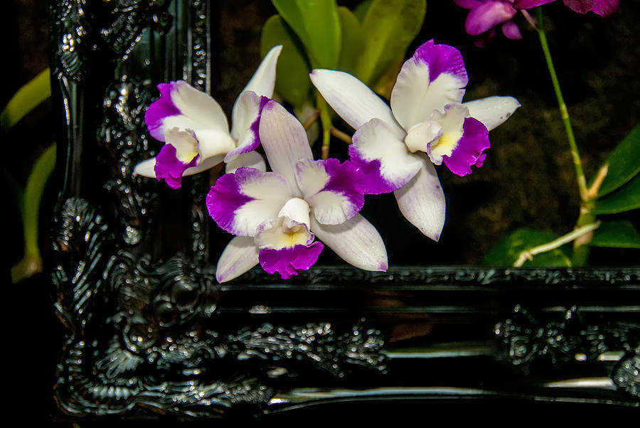 Orchid Flowers Growing Through Old Wooden Picture Frame #1 Photograph by Alex Grichenko