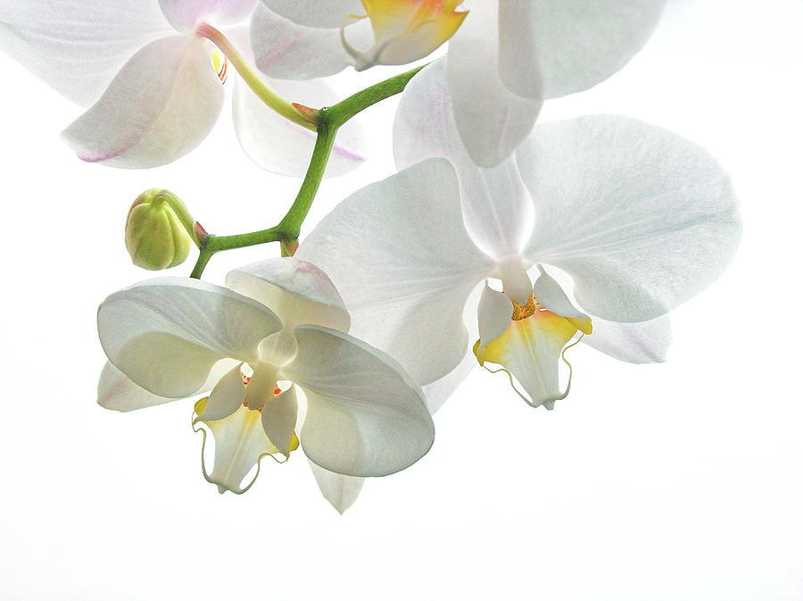 Orchid Flowers #1 Photograph by Tony Craddock/science Photo Library