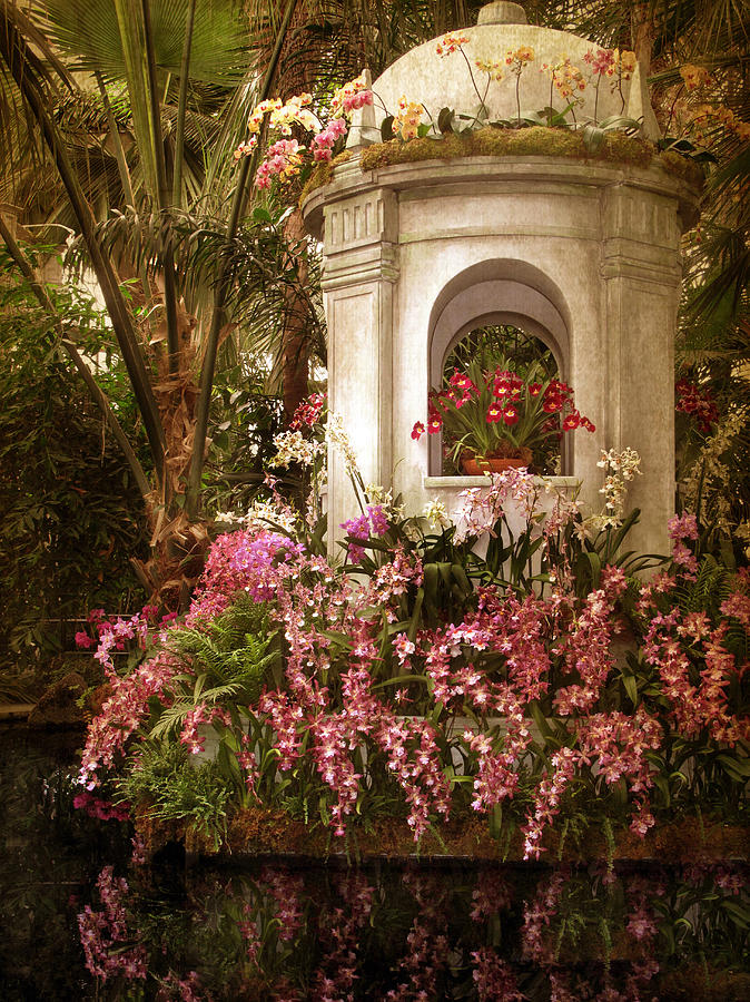 Orchid Garden Photograph by Jessica Jenney