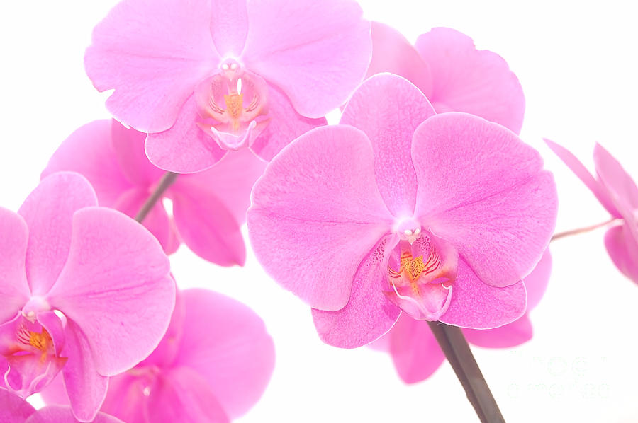 Orchid Isolated Photograph By Michal Bednarek - Fine Art America