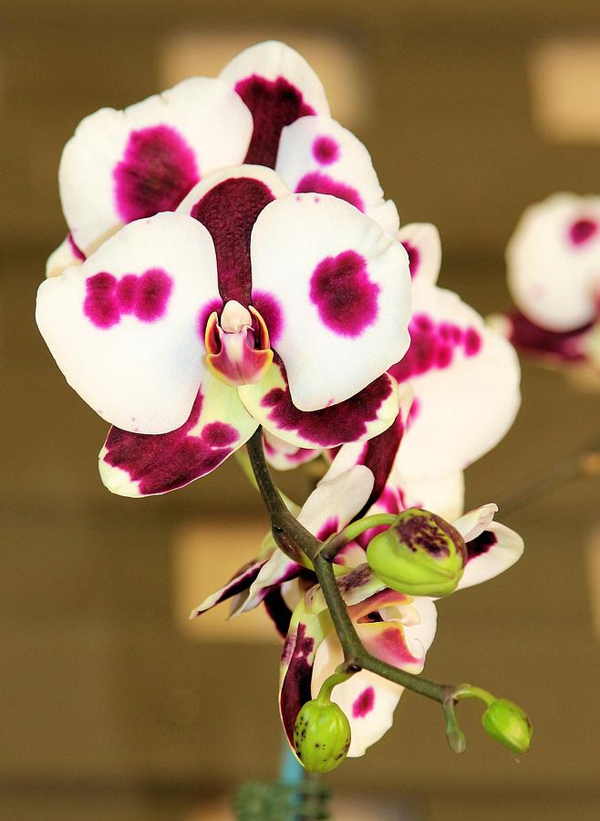 Orchid #1 Photograph by Jane Girardot