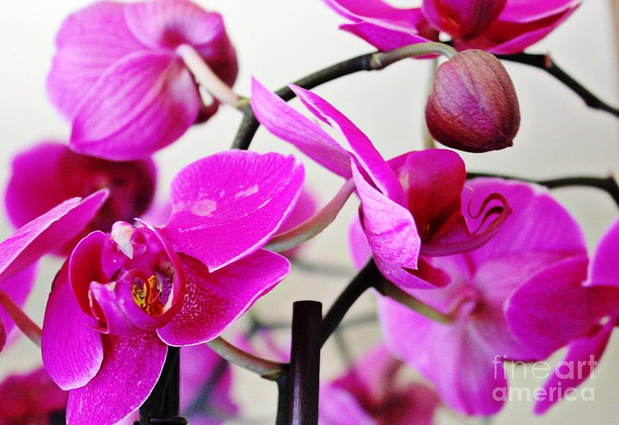 Orchid #2 Photograph by Judy Palkimas
