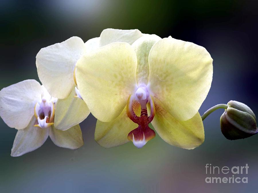 Orchid Photograph - Orchid  #1 by Lena Photo Art