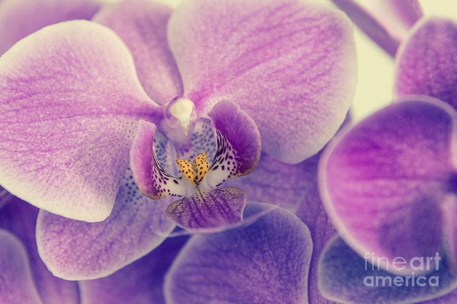 Orchid - Lilac Dark Photograph by Hannes Cmarits