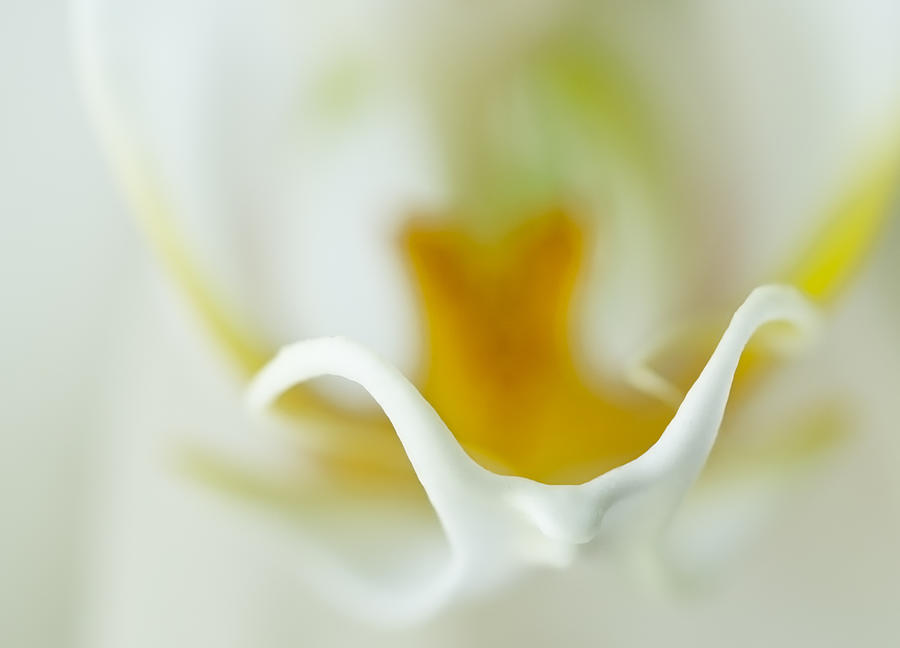 Moth Orchid Macro Photograph by Ginger Wakem