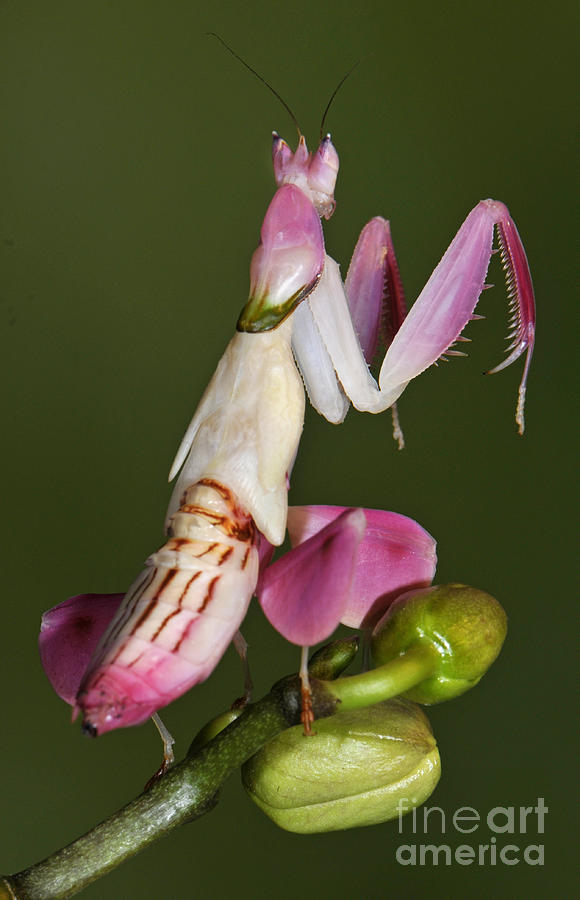 Orchid Mantis #1 Photograph by Francesco Tomasinelli