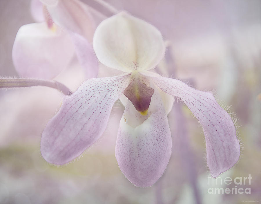 Orchid Photograph - Orchid  #1 by Nicole Markmann Nelson