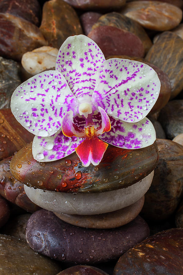 Orchid On Stack Of Rocks #1 Photograph by Garry Gay