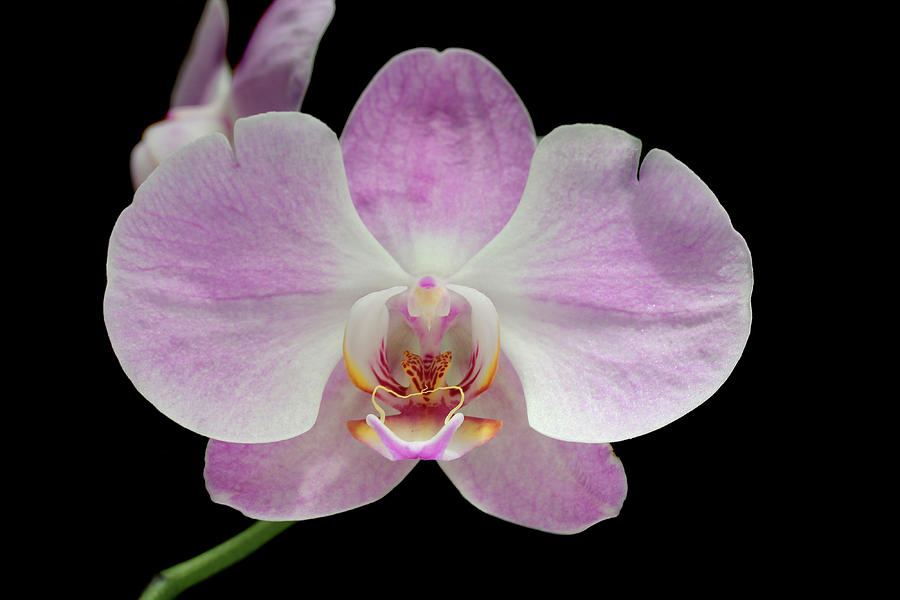 Orchid Photograph - Orchid #5 by Paul Fell