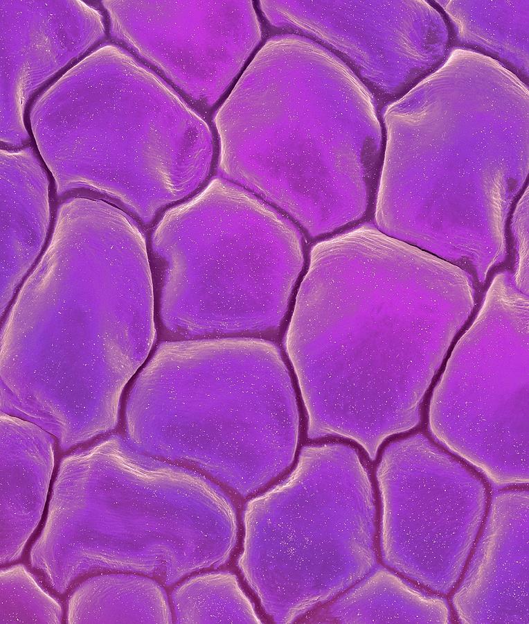 Orchid Petal Surface (dendrobium Sp.) #1 Photograph by Dennis Kunkel Microscopy/science Photo Library
