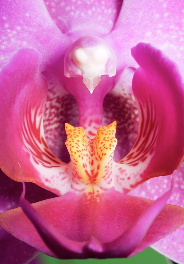 Orchid (phalaenopsis 'valentine') Photograph by Pascal Goetgheluck ...