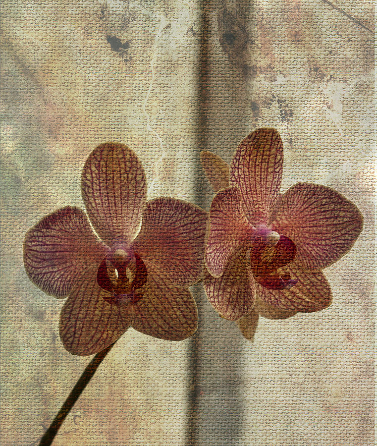 Orchid #1 Photograph by Roni Chastain