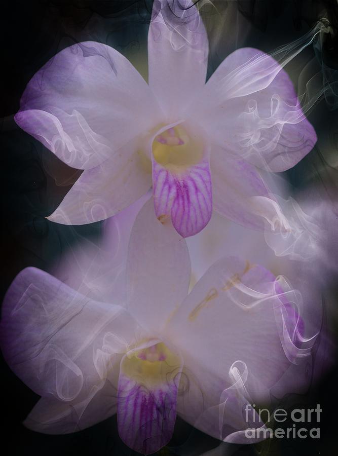 Orchid Ruffles Photograph