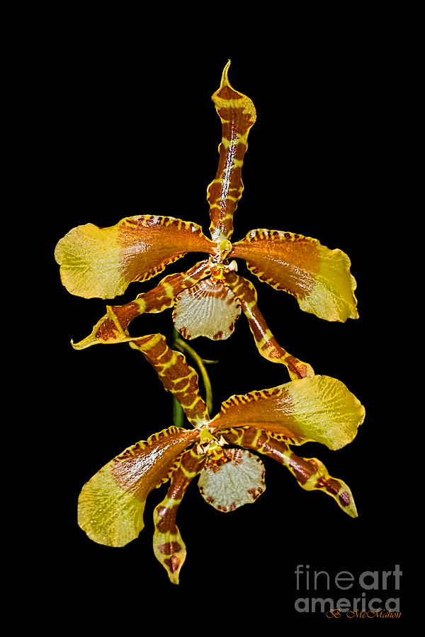 Orchid Series 104 #1 Photograph by Barbara McMahon