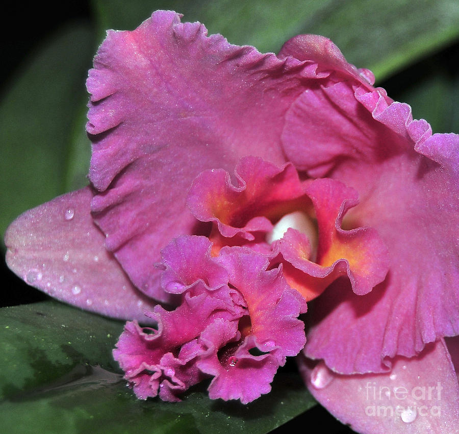 Orchid Sophrocattleya Royal Beau   H and R #1 Photograph by Terri Winkler