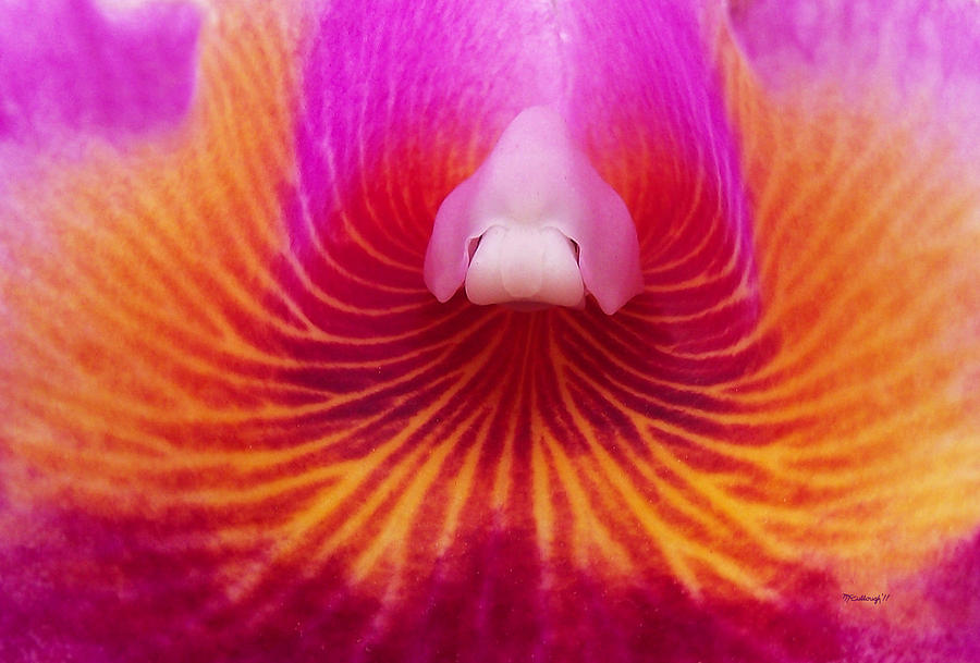 Orchid Upclose #1 Photograph by Duane McCullough