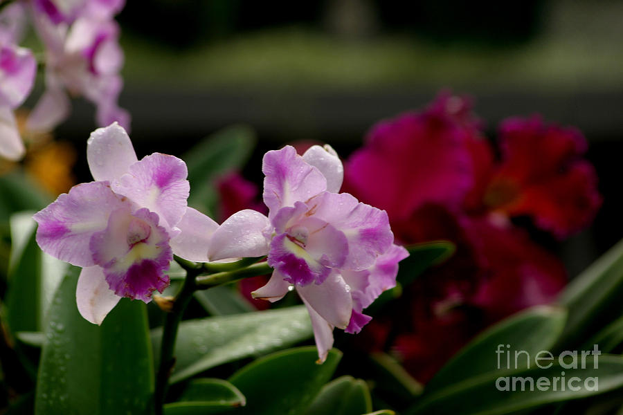 Orchid World #1 Photograph by Living Color Photography Lorraine Lynch