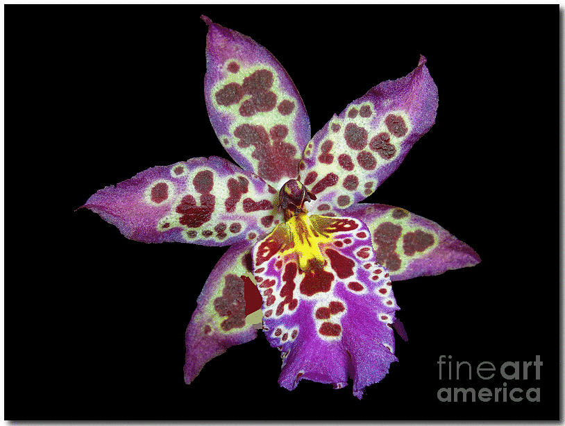 Orchid Photograph - Orchids #1 by Cynthia Merino