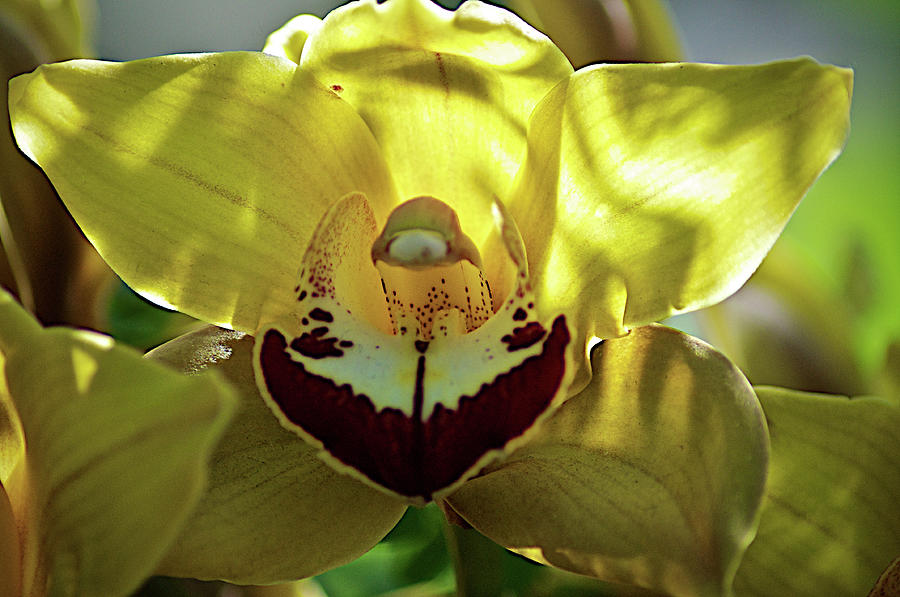 Orchids Flowers #1 Photograph by Lucas Keene