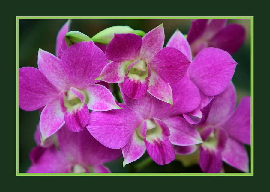 Orchids #1 Photograph by John Freidenberg