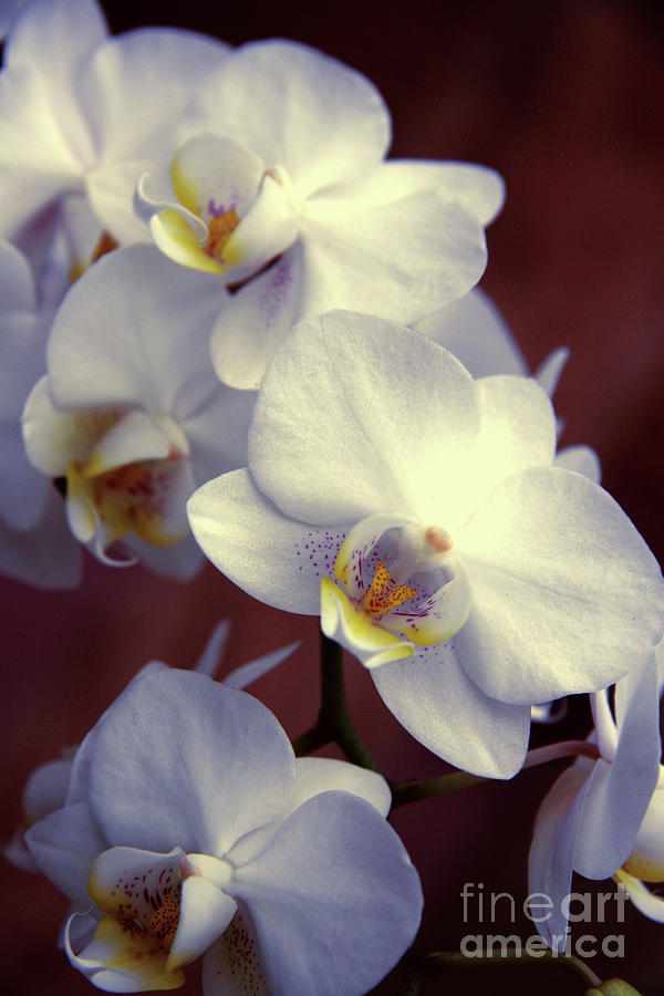 Orchid Photograph - Orchids #1 by Lali Kacharava
