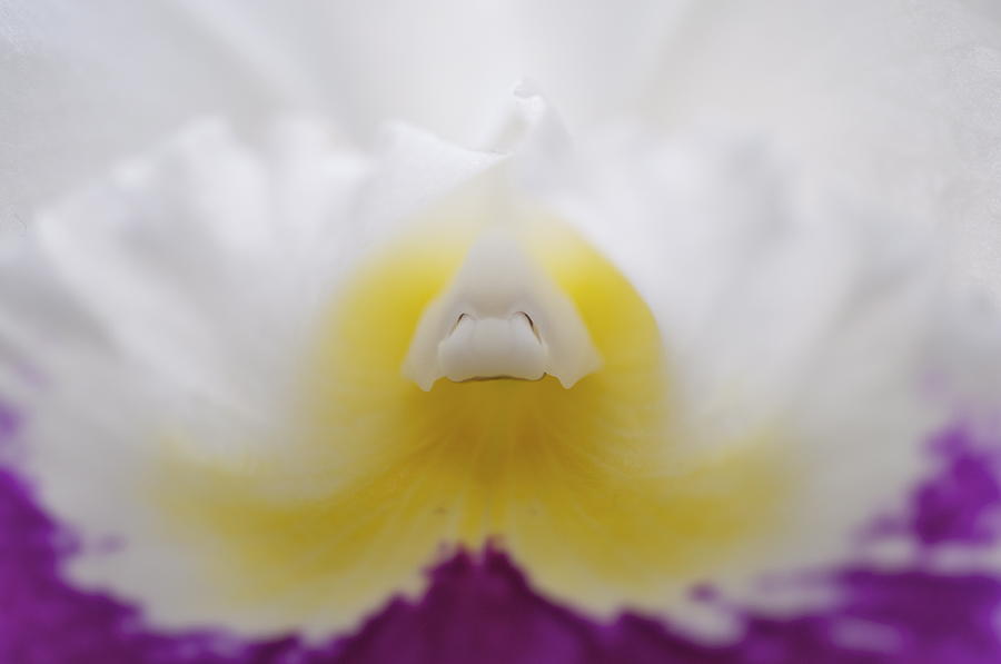 Orchids Photograph by Sue Morris