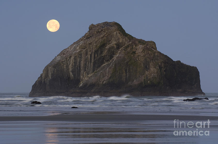 Oregon Coast #1 Photograph by John Shaw