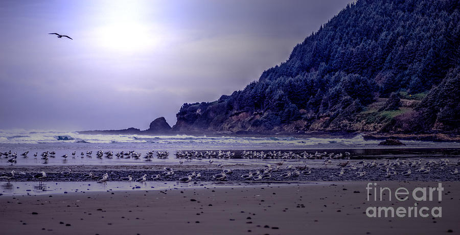 Oregon Coast. #1 Photograph by Loni Collins