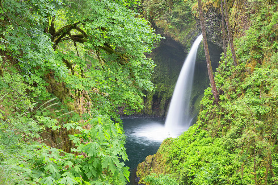 Nature Photograph - Oregon, Columbia River Gorge National #1 by Jamie and Judy Wild