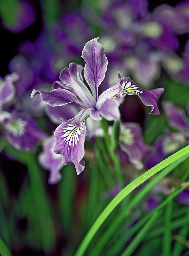 Oregon Iris  Iris Tenax  Blooms #1 Photograph by Robert L. Potts