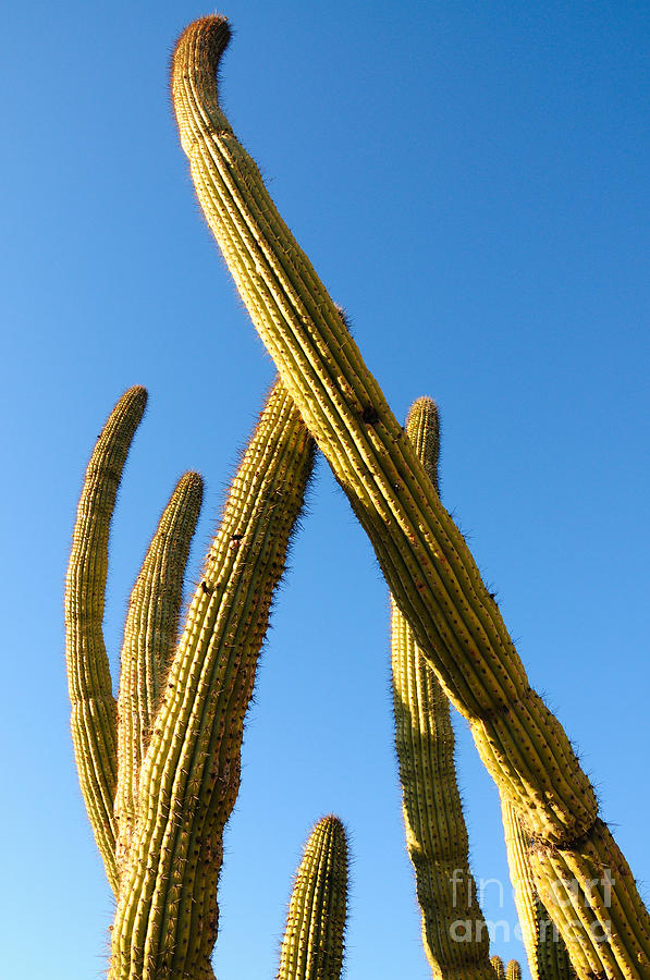 Organ Pipe Cactus Detail #1 Photograph by Vivian Christopher